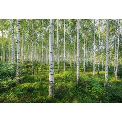 Komar fotobehang Sunny Day groen - 368 x 254 cm - 611007