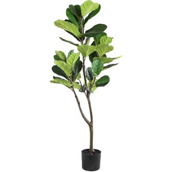 PTMD Tree Green fiddle leaf fig in black pot small
