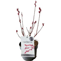 Salix Mount Aso Gracilistyla - Tuinplant - Struik - ⌀17 cm - Hoogte: 40-50 cm