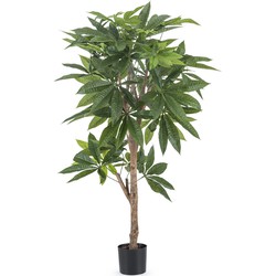 Greenmoods Pachira Braid - Pachira aquatica - Nep plant - 1 Stuk - 115cm