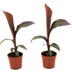 Musa Maurelli - Set van 2 - Bananenplanten - Pot 9cm - Hoogte 20-30cm