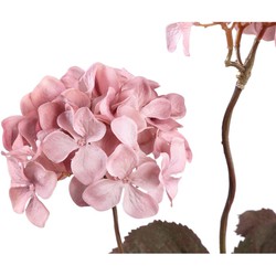 PTMD Gedroogde Hortensia Droogbloem - 43x23x77 cm  - Kunststof - Roze