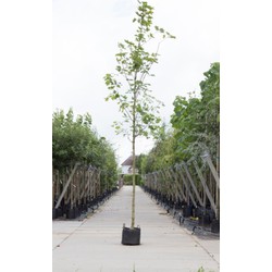 Noorse esdoorn Acer pl. Emmerald Queen h 250 cm st. omtrek 8 cm