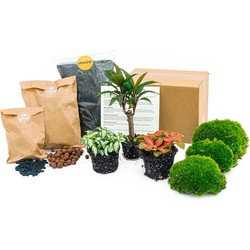 URBANJNGL - Planten terrarium pakket - Palm - 3 planten - Navul & Startpakket DIY terrarium - Mini ecosysteem plant