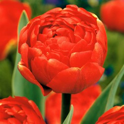 Tulipa Icoon - Bloembollen x21 - Tulp - Rood