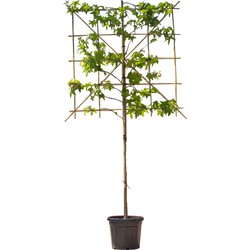 2 stuks! Lei amberboom 150 cm (120x120) Liquidambar styraciflua Worplesdon 270 cm - Warentuin Natuurlijk