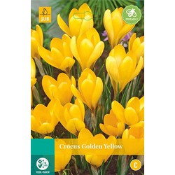 3 stuks - Crocus Golden Yellow 12 bollen