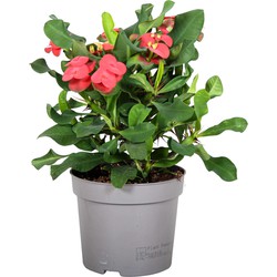 Euphorbia Milii - Christusdoorn - Kamerplant - Vetplant - ⌀13cm - Hoogte 25-35cm