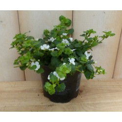 3 stuks! Bacopa wit