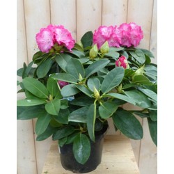 Rododendron 40 cm roze - Warentuin Natuurlijk