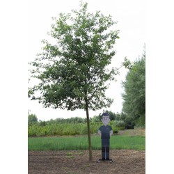 Zomereik volgroeid Quercus robur h 650 cm st. omtrek 27,5 cm - Warentuin Natuurlijk