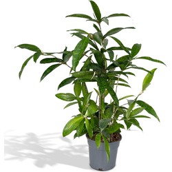 Hello Plants Dracaena Surculosa Drakenbloedboom - Ø 17 cm - Hoogte: 60 cm - Palm Kamerpalm