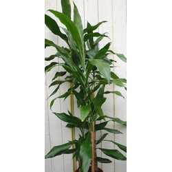 Kamerplant Drakenbloedboom Dracaena Fragrans Donkergroen 120 cm