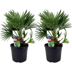 Chamaerops 'Vulcano' - Set van 2 - Dwergpalm - Pot 19cm - Hoogte 35-45cm