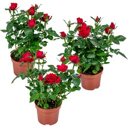 3x Potroos Rood - Rosa – Terras- & kamerplant – Onderhoudsvriendelijk – ⌀12cm– ↕20-30cm