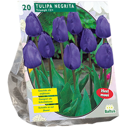 Tulipa Negrita Triumph per 20 bloembollen