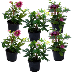 Kerstroos - Set van 6 - Helleborus orientalis - Hoogte 20-30cm - ⌀12cm