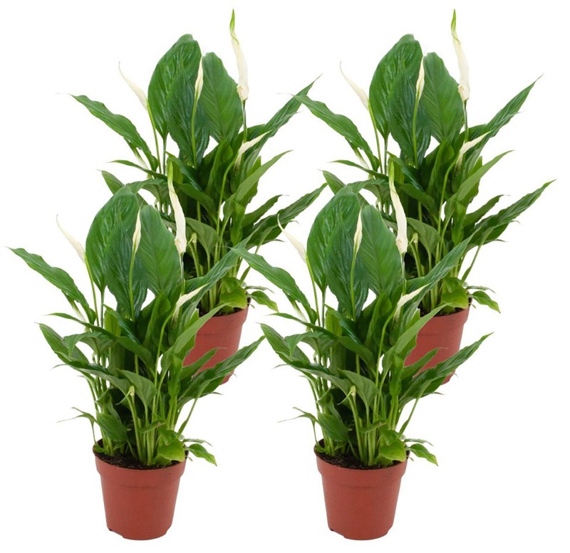 ZynesFlora - Spathiphyllum Vivaldi - 4 Stuks - Kamerplant in pot - Ø 12 cm - Hoogte: 35 - 40 cm - Luchtzuiverend - Lepelplant - 