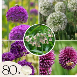 Alliumbollen - Set van 80 - Allium - Bloembollen