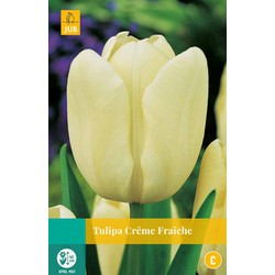 Tulipa Creme Fraiche