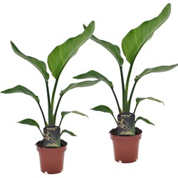 Strelitzia Nicolai - Set van 2 - Paradijsvogelplant - Top 12cm - Hoogte 40-50cm