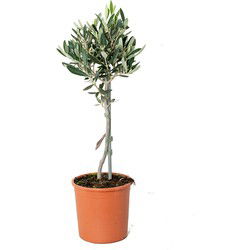 Olea Europaea –  Olijfboom op stam –  Boom –  Winterhard - ⌀14 cm - ↕40-50 cm