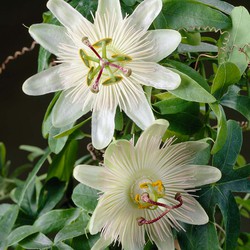 Passiflora Elliot – Passiebloem – Klimplant – Onderhoudsvriendelijk  - ⌀ 15 cm - ↕60-70 cm