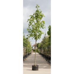 Gewone esdoorn Acer pseudoplatanus h 350 cm st. omtrek 12 cm