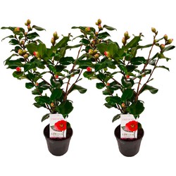 Camellia japonica 'Dr. King' - Set van 2 - Japanse Roos - ⌀15cm - Hoogte 50-60cm