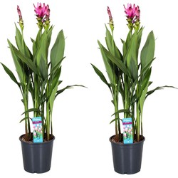 Curcuma Alismatifolia Siam Supreme - Set van 2 - Pot 19cm - Hoogte 80-100cm