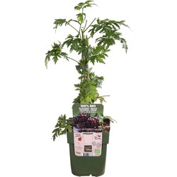 Hello Plants Rubus Fruticosus Thornless Evergreen Braam - Bramenstruik - Ø 13 cm - Hoogte: 45 cm