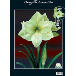 2 stuks - Amaryllis Lemon Star (Steeketiket)