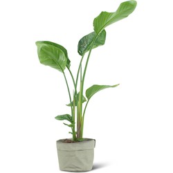 We Love Plants - Strelitzia Nicolai + Plantbag Jade - 90 cm hoog - Paradijsvogelplant