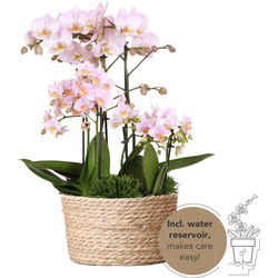 Kolibri Orchids | roze plantenset in Reed Basket incl. waterreservoir | drie roze orchideeën en drie groene planten | Field Bouquet roze met zelfvoorzienend waterreservoir