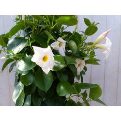 Dipladenia Mandevilla Sundaville wit 90cm