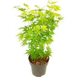 Japanse Esdoorn - Acer palmatum 'Going Green' - Hoogte 35-55cm - ⌀15cm