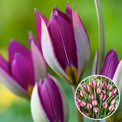 Tulipa Pulchella Persian Pearl - Bloembollen x40 - Tulp - Paars