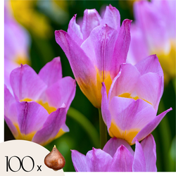 Tulpenbollen - Set van 100 - Tulipa bakeri 'Lilac Wonder' - Bloembollen