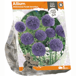 3 stuks - Allium Aflatunense Purple Sensation per 5