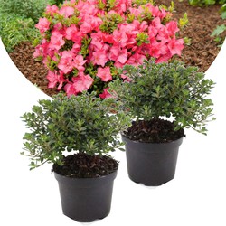 Rhododendron 'Azalea Anouk' - Set van 2 - Japans - Pot 17cm - Hoogte 25-40cm