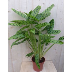 Calathea Leopardina Pauwenplant lichtgroen smal blad 60 cm