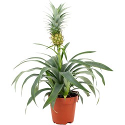ZynesFlora - Ananasplant - Ø 12 cm - Hoogte: 30 - 40cm - Luchtzuiverend - Kamerplant