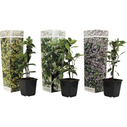 Trachelospernum jasminoïdes - Mix van 3 - Jasmijn - Pot 9cm - Hoogte 25-40cm