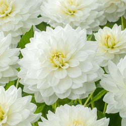 Dahlia 'White Perfection' - Set van 3 - Dahliaknollen - Zomerbloeiers - Wit