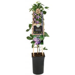 Klimplant Passiflora Betty Miles Young passiebloem - Van der Starre
