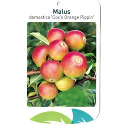 Malus Domestica Cox s Orange Pippin