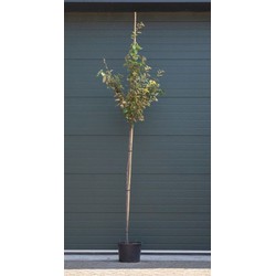 2 stuks! Olijfwilg Elaeagnus ebbingei h 225 cm st. omtrek 7 cm st. h 180 cm boom