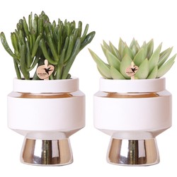 Kolibri Greens | Succulenten set van 2 planten in zilveren Le Chic sierpotten - keramiek  potmaat Ø9cm