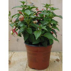 3 stuks! Fuchsia licht-roze