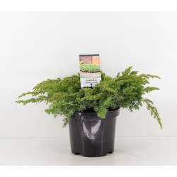 Juniperus conferta schlager 30 cm